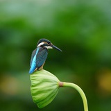 金豆
