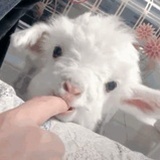 🐑（已跑路