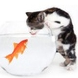 鱼猫儿