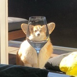 窝猫得办法