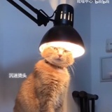 橙黄色围脖