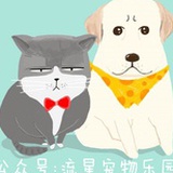 狗狗猫猫友