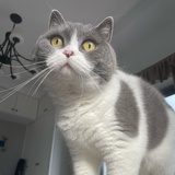 大杂