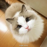 团团