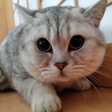 白chan