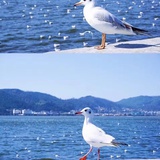 海鸟知天风