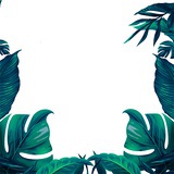 海鸥
