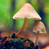 菌丝君