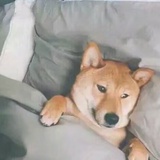 我才不是江湖骗子