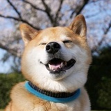 泰菲与杰瑞