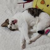 猫无忌