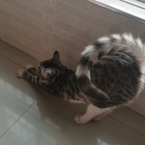 冰糖葫芦