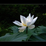 午后芙蕖