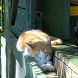 苏格拉有底