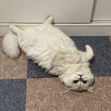 炒酱