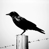 Bianka· Corvus