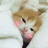 芬妮儿