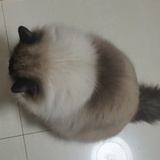 一条香煎咸鱼