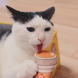 大脸猫揭西