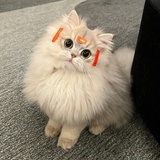 晴子