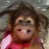 杰克郡小橘子