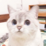 maple
