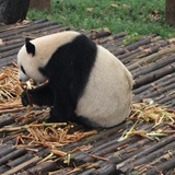 喵爷