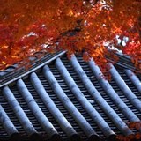 寻芳客