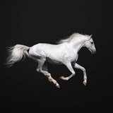 唯小马🐴