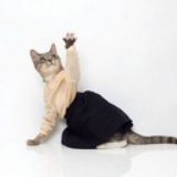 凌波猫步子