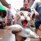 嗨皮猫猫头