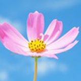 阿克苏八月
