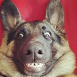 大狼