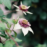 苏云芍