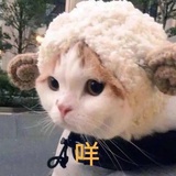 薛定谔的猫不在