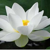 冰清玉洁雪莲花