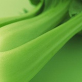 我是油菜
