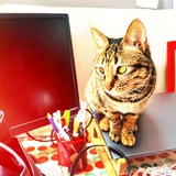 小猫咪爱读书