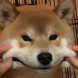 陈不冷静