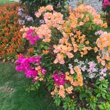非衣好脾气