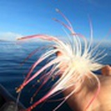 我是一盏海上花