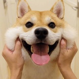 苏苏西瓜