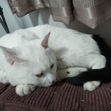 子非鱼