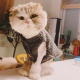 甲布