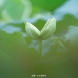 苏皖净