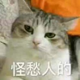 放我进组