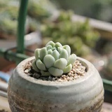 葱花