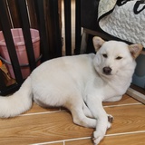村口王西傅