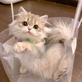 梨月诗奈
