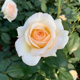 慢菲菲